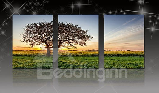 Giant Sycamore Tree Alone in Field 3-Panel Canvas Framed Wall Art Prints