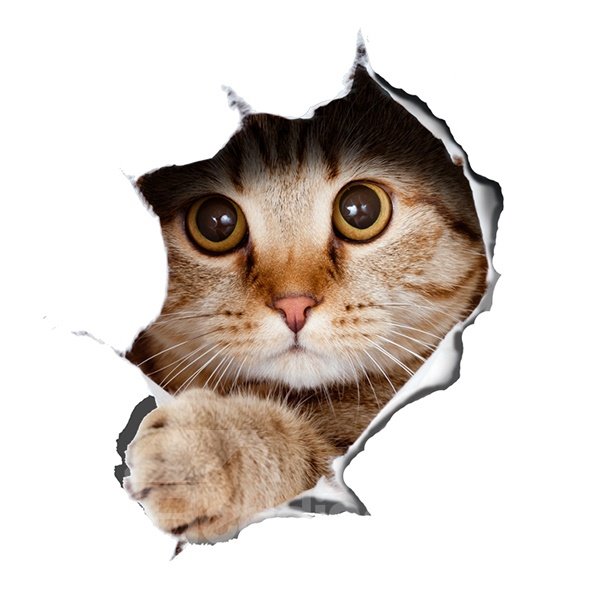 Super Cute Vivid Little Cat Pattern Removable 3D Wall Sticker