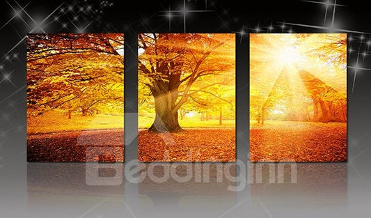 Erstaunliche 3-teilige Leinwand-Kunstdrucke, die durch dichte Bäume scheinen